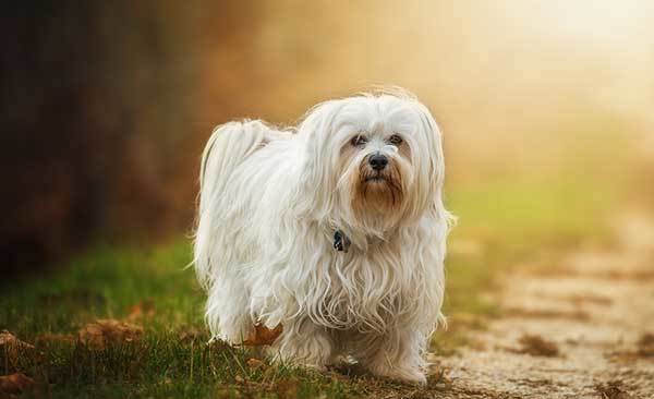 havanese dog