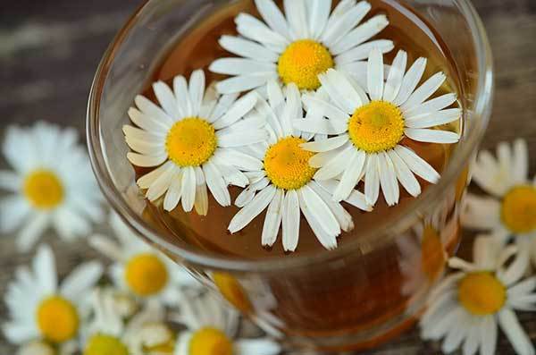 is chamomile poisonous to dogs