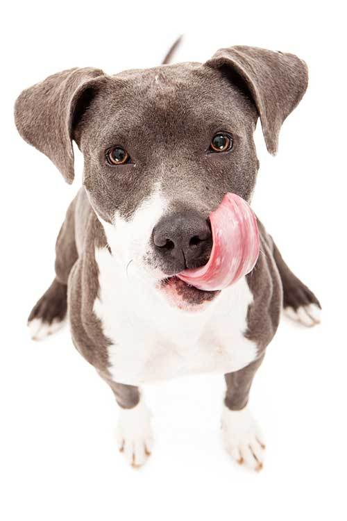 can-dogs-eat-whipped-cream-good-or-bad-for-dogs