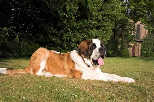 large st bernard dog