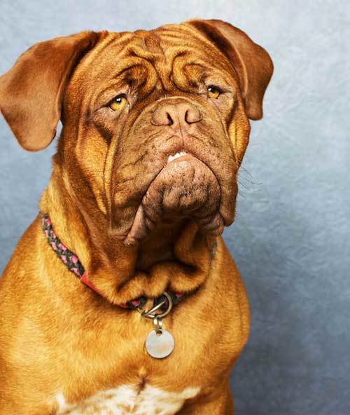 names for large mastiff dogs