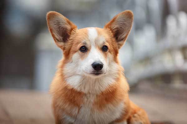 pembroke welsh corgi origin