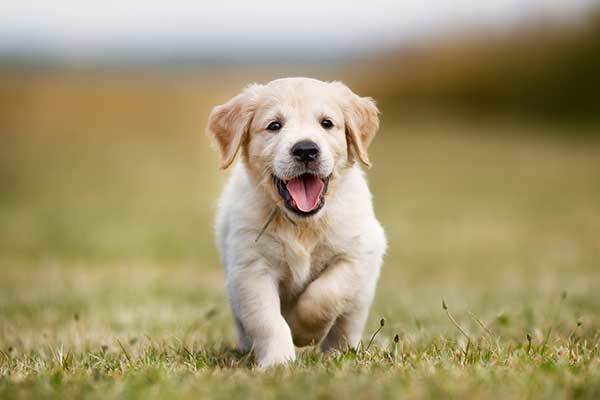 happy golden retriever puppy