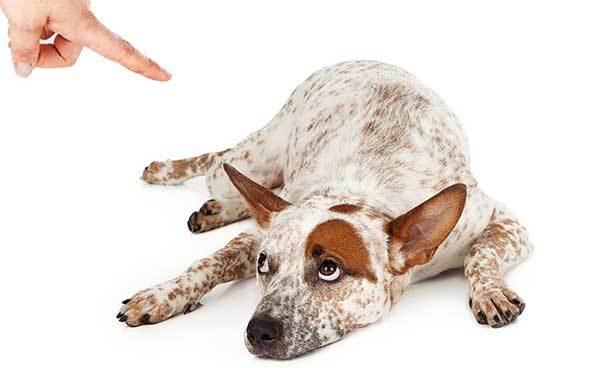 red heeler exercice needs