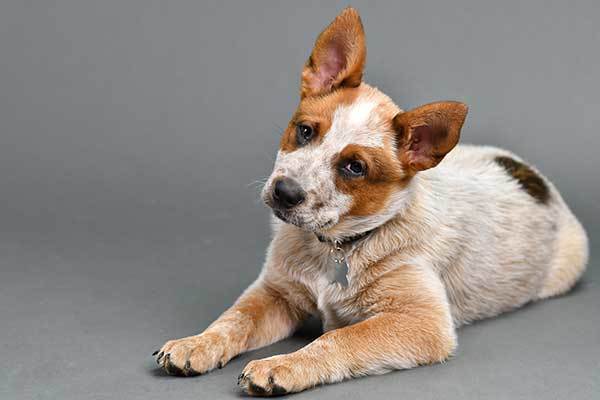 how big will a red heeler puppy get?