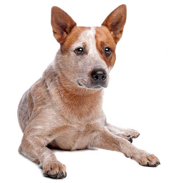 red heeler training