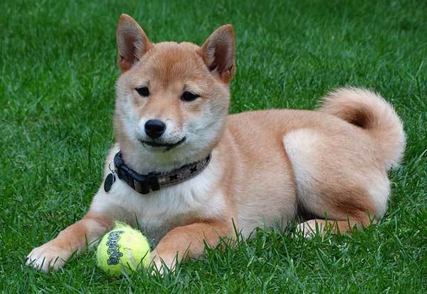 shia inu playing in park