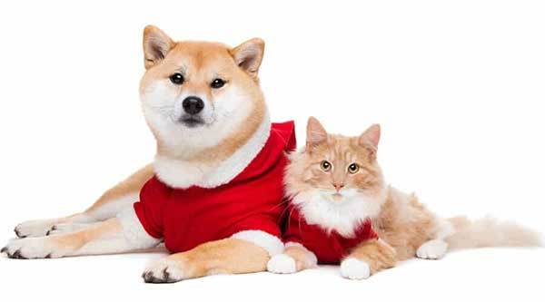 orange cat with shiba inu dog sitting