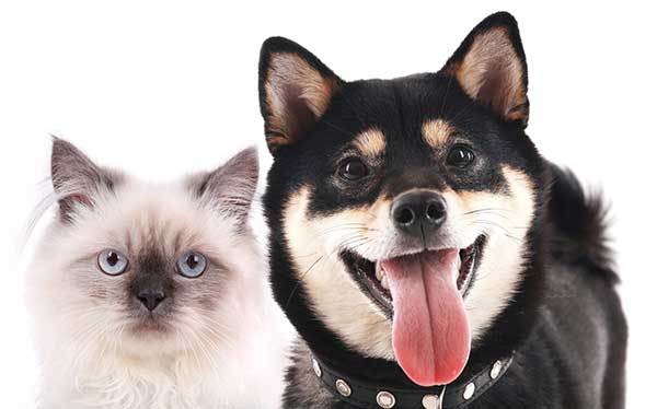 the relationship between shiba inu and cat