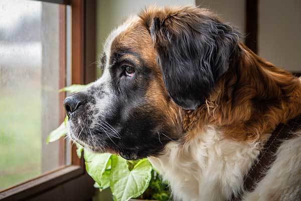 names for st. bernard dogs