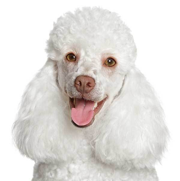 poodle dog origin