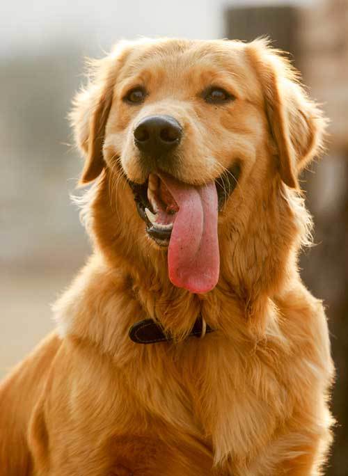 train a golden retriever to be a guard dog