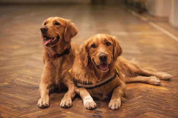 Two Adult Golden Retrievers