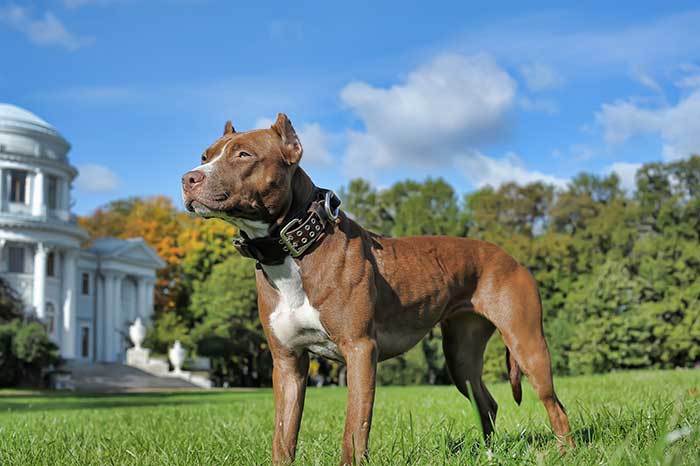 why have pit bulls become so popular?