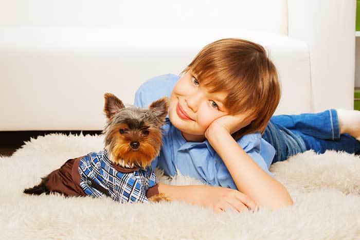 yorkshire terrier with kids