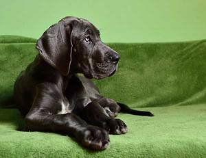 Miniature Great Dane: Everything You Need To Know