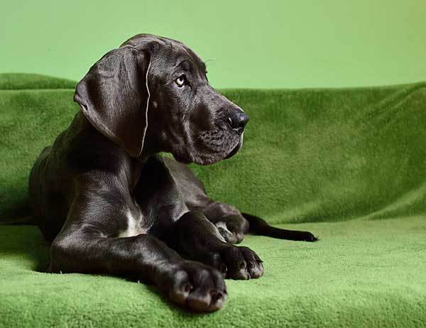 cute great dane puppy