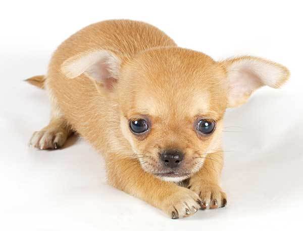 chihuahua puppy