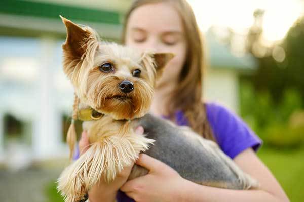 yorkshire terrier and children