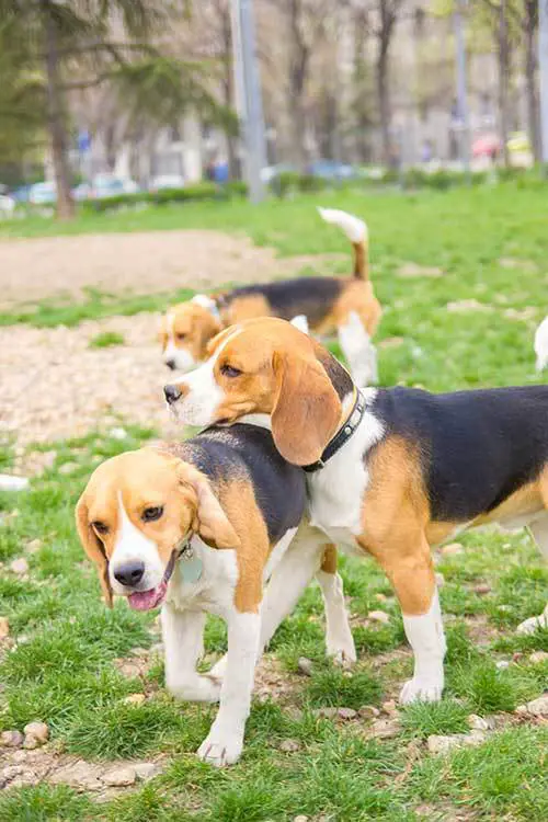 beagle dogs