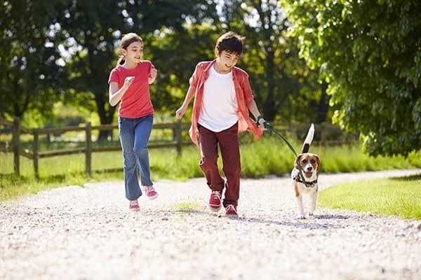 beagle dog running with kids