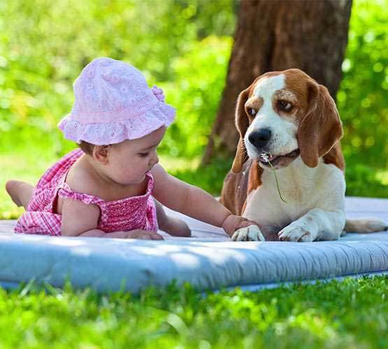 beagle and toddler