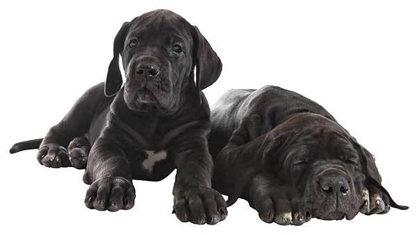 two all black Great Dane puppies