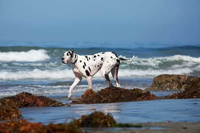 are great danes good swimmers