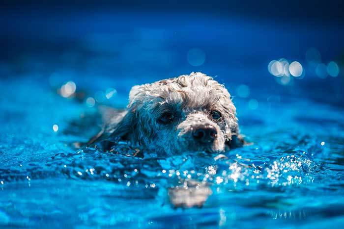 can standard poodles swim?