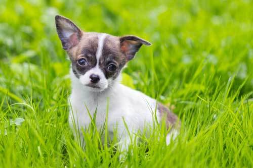 what are chihuahua dogs bred for?