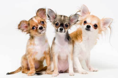 long haired chihuahuas