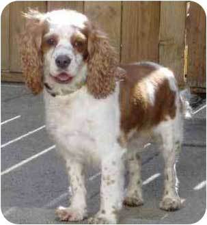 cavalier cocker spaniel