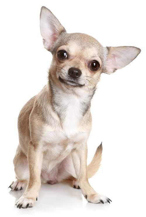 chihuahua dog sitting