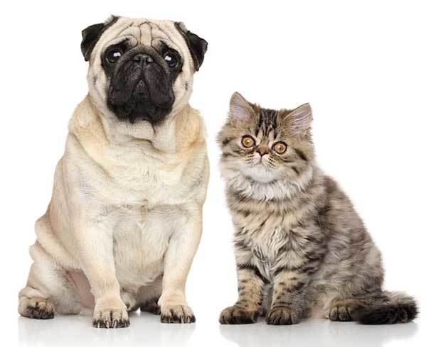 pug and cat in the same home