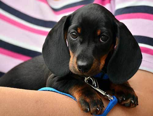 man holding dachshund puppy