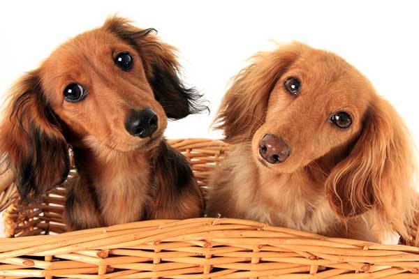 two adorable dachshund dogs