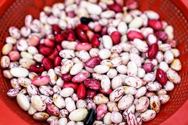 can dogs have kidney beans?