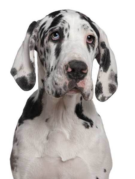 great dane origin