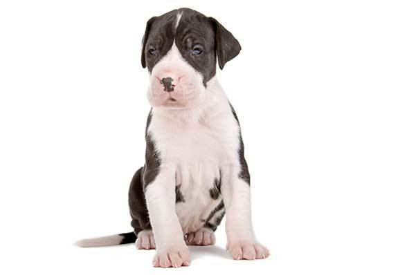 cute great dane puppy