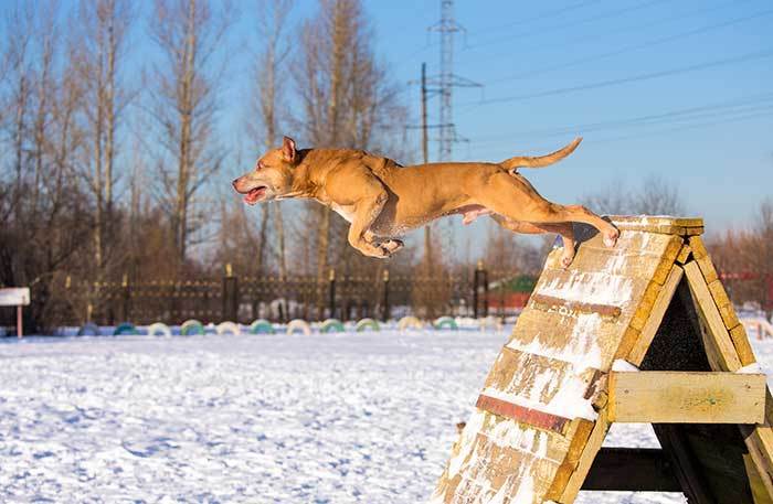 How Fast Can A Pit Bull Run? Let’s Find Out...