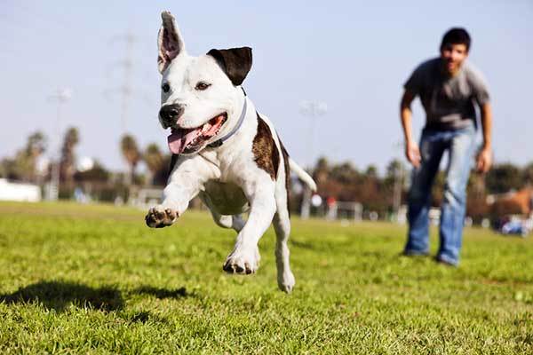 how fast does a pitbull run?