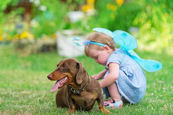 is a dachshund a good family dog?