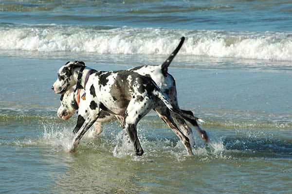 two Great Danes swimming