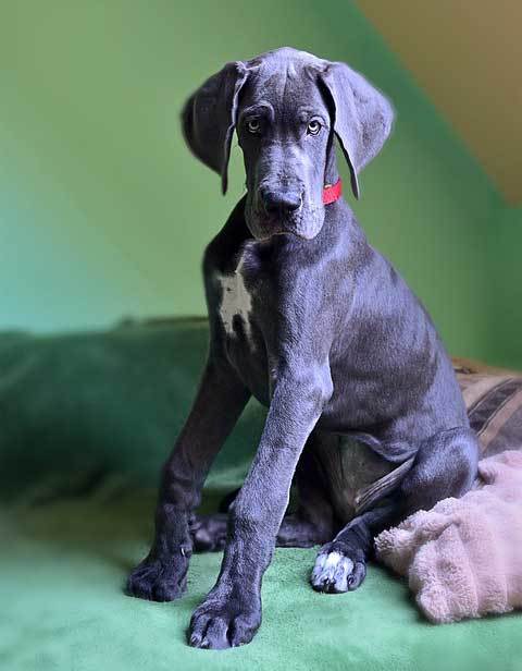 smaller version of great dane