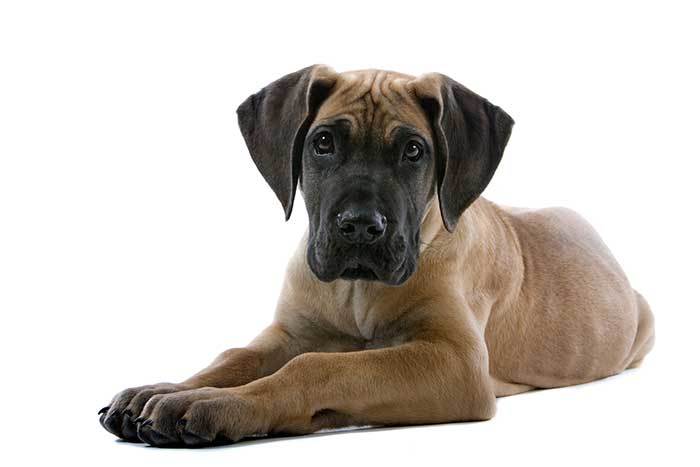 Miniature Great Dane: Everything You Need To Know