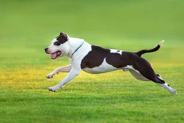 pitbull dog running