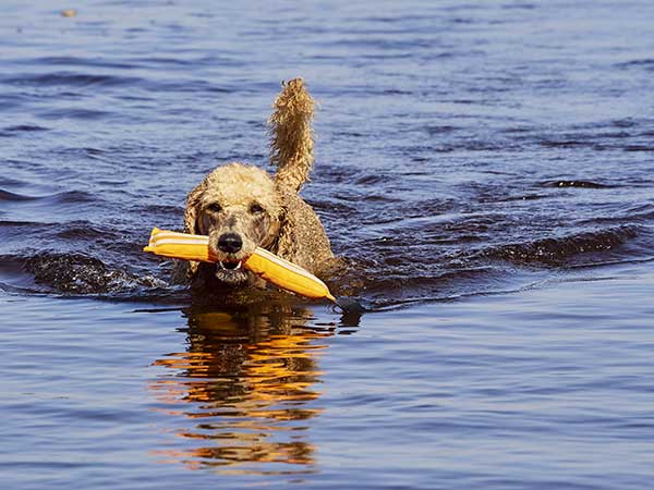 poodle dog swimming