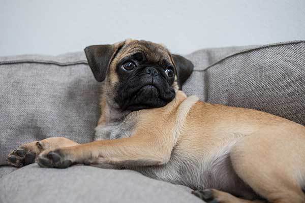 relaxed adorable pug dog