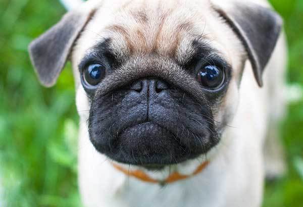 pug dog face