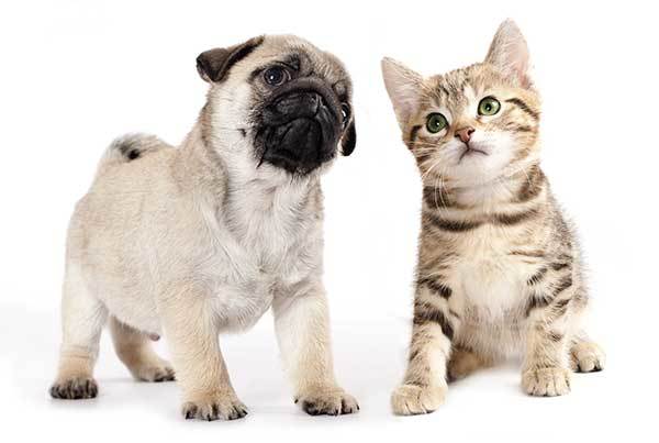 do pugs and cats get along?